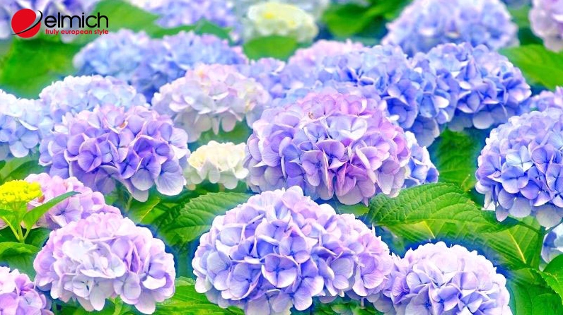 Cây cẩm tú cầu gợi nhớ hành trình nguồn gốc từ Nhật Bản đến nhiều vùng khí hậu châu Á và châu Mỹ