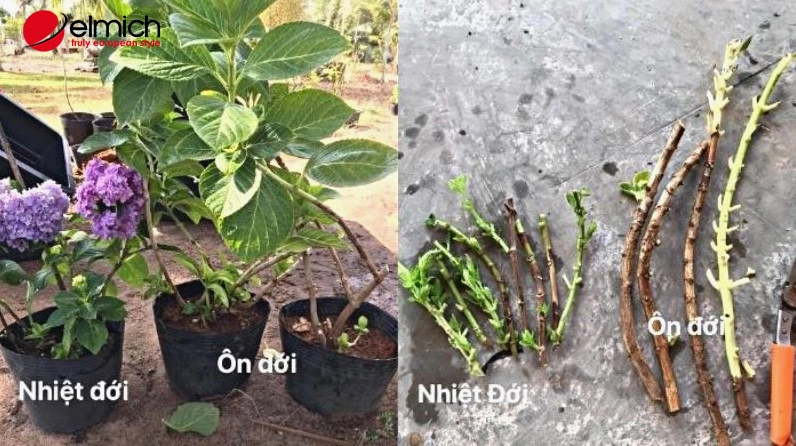 Cây cẩm tú cầu với đặc điểm sinh trưởng khác nhau giữa vùng ôn đới và nhiệt đới