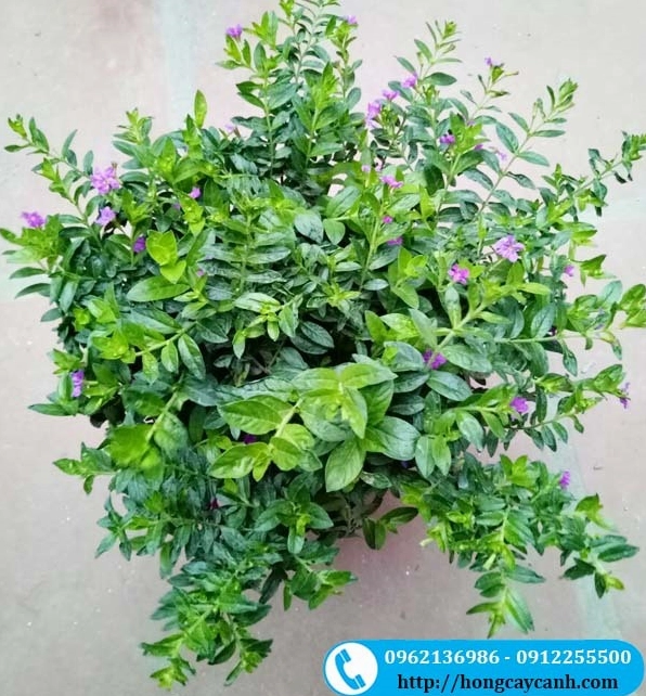 Cây Cẩm Tú Mai hoa tím nhỏ làm điểm nhấn màu sắc cho khu vực trồng viền Cây Bỏng nẻ