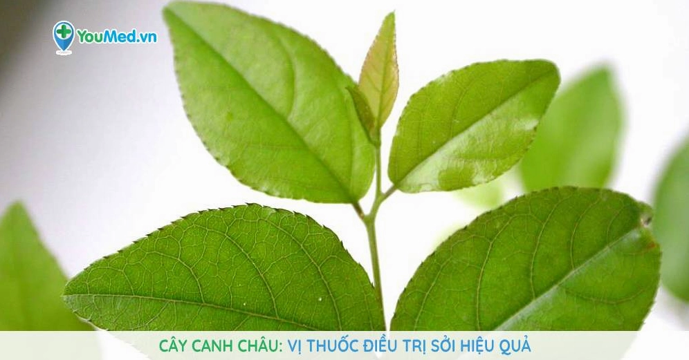 Cây Canh châu trong ảnh dược liệu có màu xanh tự nhiên nhưng không phải Cây Lộc Nhung