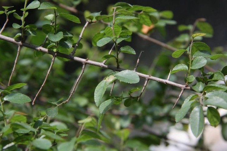 Cây Canh châu với đặc điểm nhận dạng nổi bật gồm lá xanh nhỏ và dáng cây bụi