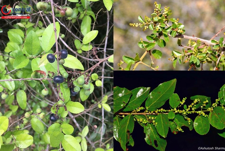 Cây Canh châu xanh mướt với tán lá nhỏ mọc dày trong không gian vườn tự nhiên
