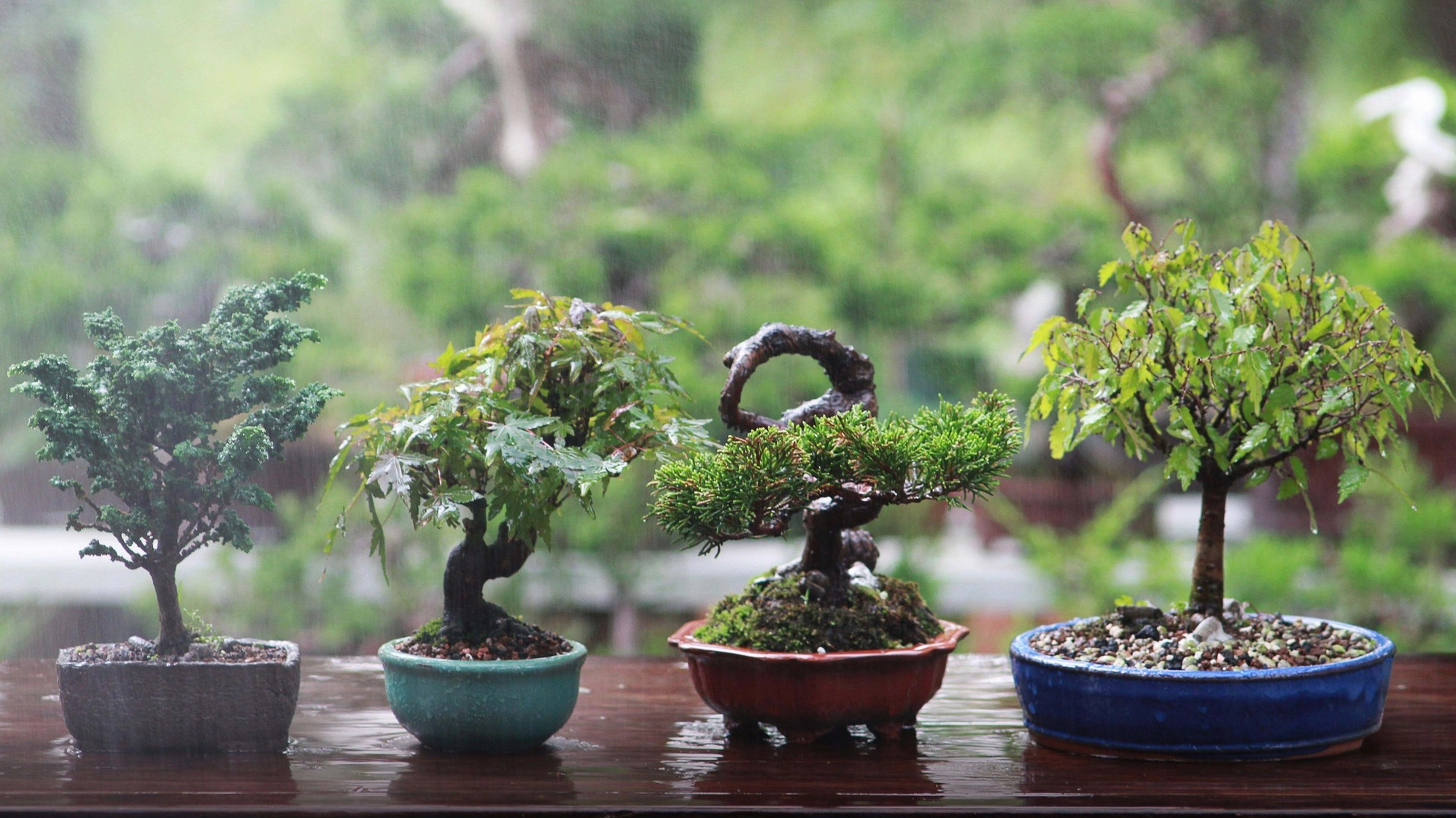 Cây cảnh đặt gần lối vào gợi ý cách cân nhắc vị trí bài trí cây có gai trong không gian sống