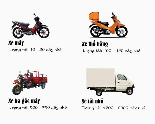 Cây cảnh được chuẩn bị vận chuyển cẩn thận, gợi ý cách bảo vệ Cây Gừa Núi khi đưa về trồng tại nhà