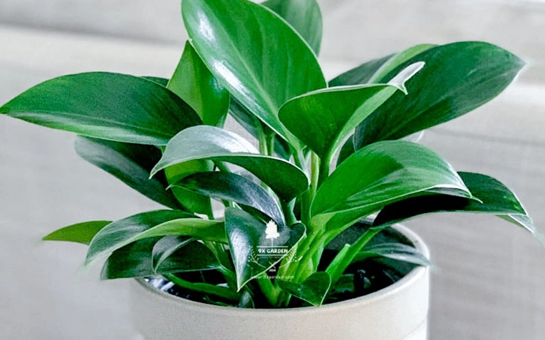 Cây cảnh lá xanh đặt trong nhà tạo cảm hứng phối Sen Đá Hoa Hồng Đen với mảng xanh nội thất