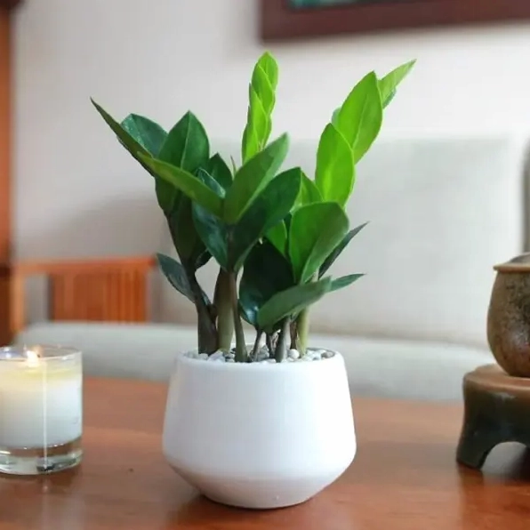 Cây cảnh lá xanh trong chậu trắng đặt trên bàn với phong cách tối giản