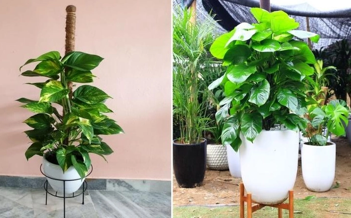 Cây cảnh leo xanh mướt trong nhà gợi ý phối nền lá mềm với chậu Sen Đá Hoa Hồng Đen