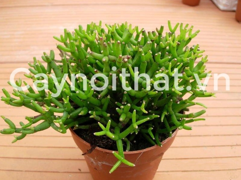 Cây cảnh Lộc Nhung dáng nhỏ xinh với thân xanh non phù hợp trang trí trong nhà