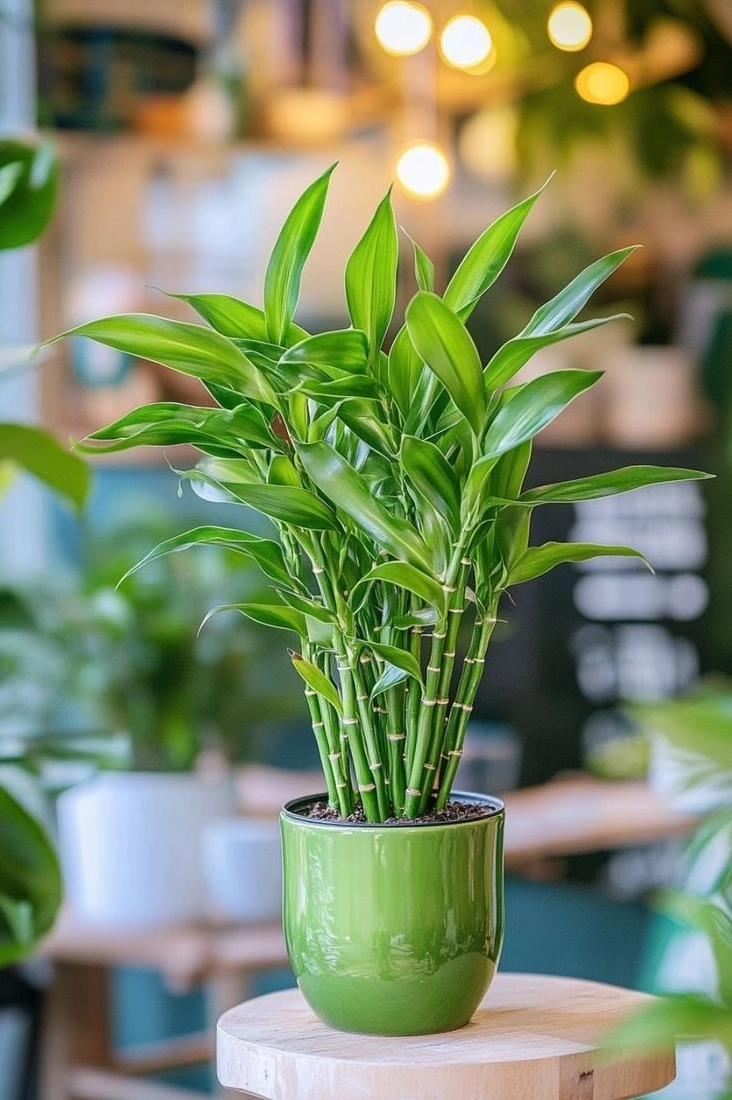 Cây cảnh mang ý niệm may mắn được đặt trong không gian sáng thoáng và hài hòa