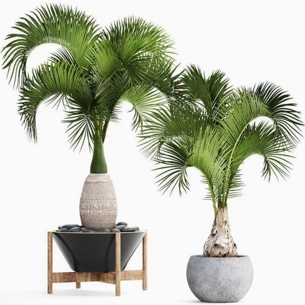 Cây cảnh sân vườn bố trí hài hòa trong ánh sáng tự nhiên làm nổi bật nét đẹp gọn gàng và sang của mảng lá xanh