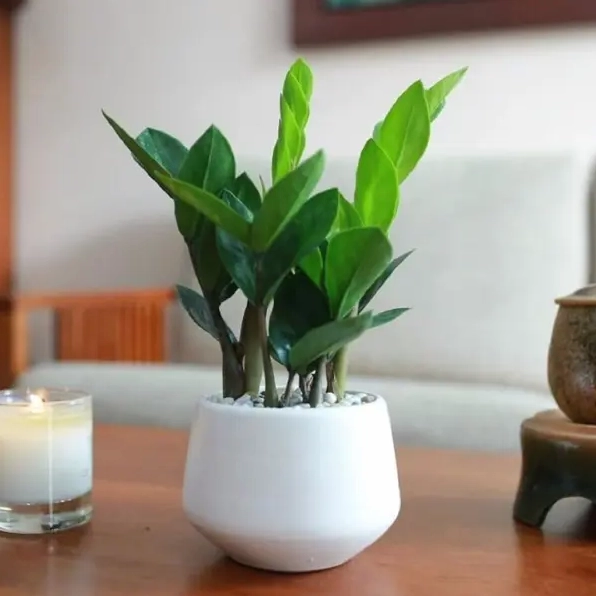 Cây cảnh trong chậu trắng đặt trên bàn gợi cảm hứng trang trí cho Cây Kim Tiền mini
