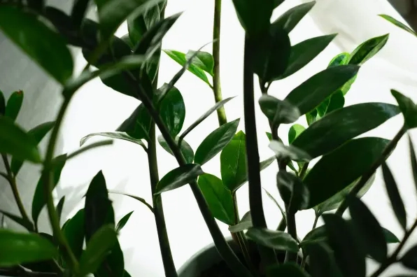 Cây cảnh với lá xanh được chiếu sáng từ phía sau tạo hiệu ứng viền sáng tự nhiên