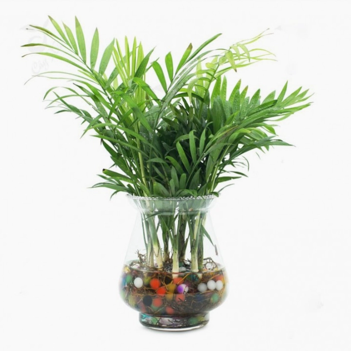 Cây cau cảnh mini để bàn với tán lá xanh tươi mọc gọn trong chậu nhỏ