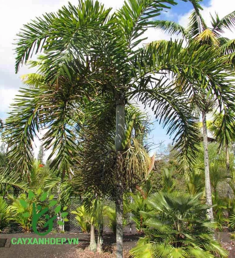 Cây Cau Đuôi Chồn với chùm lá xòe mềm như chiếc đuôi lớn, phù hợp cảnh quan sân vườn