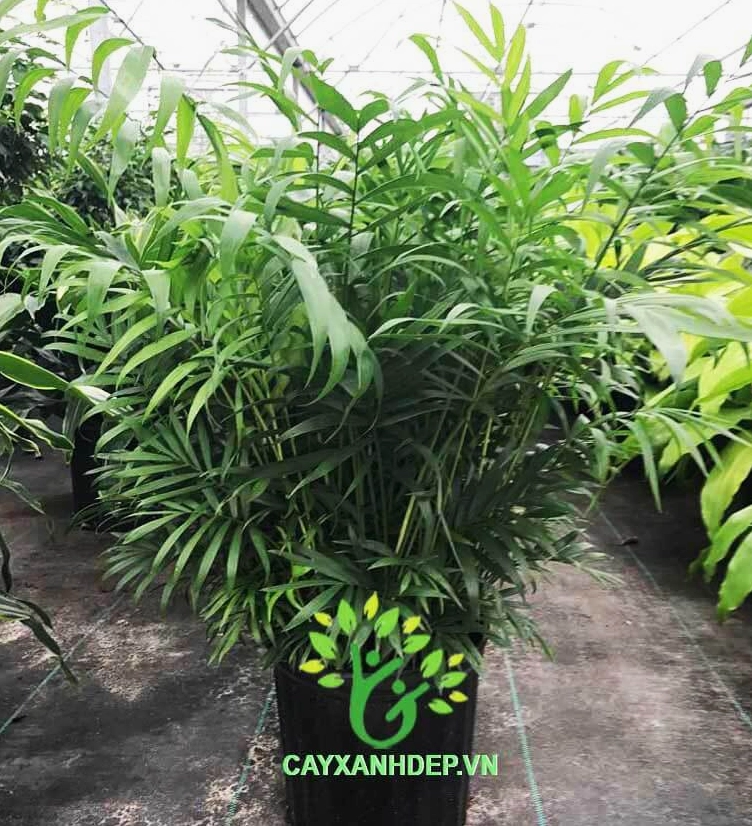 Cây Cau Hawai dạng bụi xanh tươi với nhiều tàu lá mảnh vươn lên tự nhiên