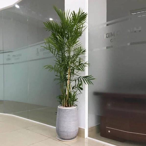 Cây Cau Hawai để sàn mang sắc xanh mướt và dáng vươn mềm tạo điểm nhấn dịu mắt cho căn phòng
