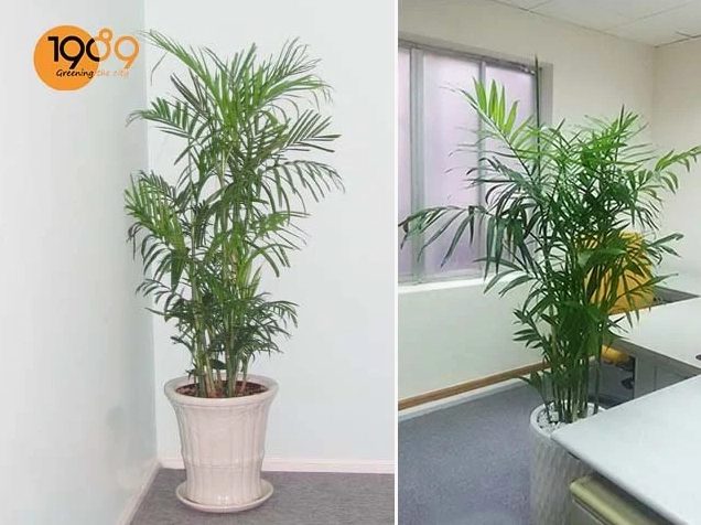 Cây cau hawai để sàn với những tàu lá xòe rộng tạo cảm giác nhiệt đới thanh nhã