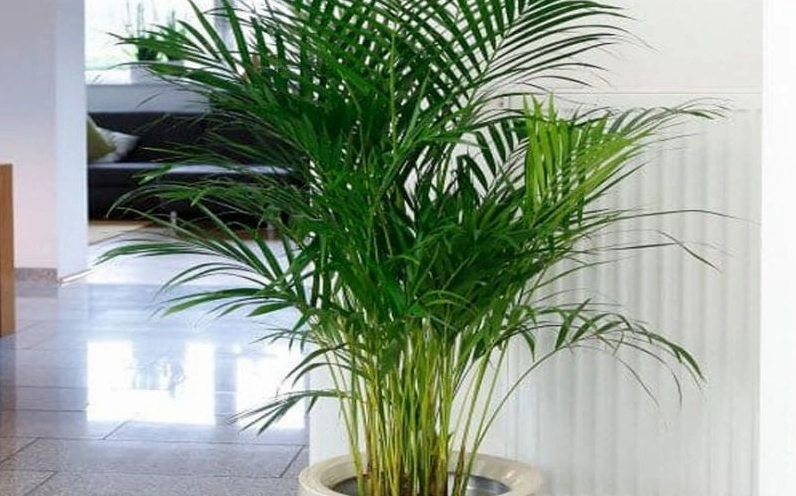 Cây Cau Hawai nổi bật với sắc xanh trong trẻo và hình dáng thanh mảnh giàu tính trang trí