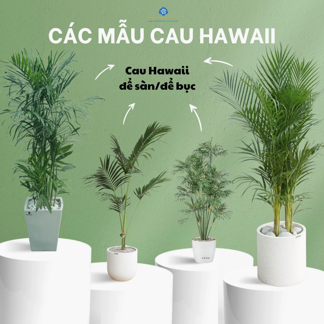 Cây Cau Hawai xanh dịu với các tầng lá mềm rủ nhẹ gợi vẻ đẹp tự nhiên gần gũi