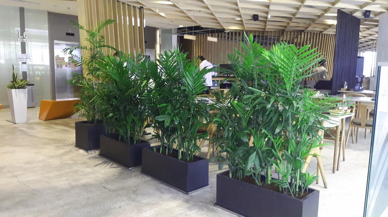 Cây Cau Hawai xanh tươi với tán lá mềm mại gợi cảm giác trong lành và thư thái trong không gian sống