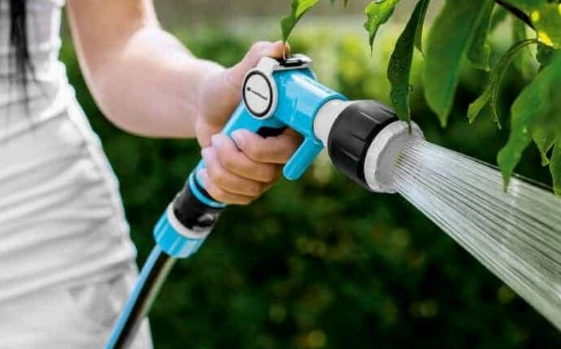 Cây Cau Lùn được chăm tưới đúng cách, cho thấy nhu cầu ưa ẩm và bộ rễ chùm cần nước đều mỗi ngày