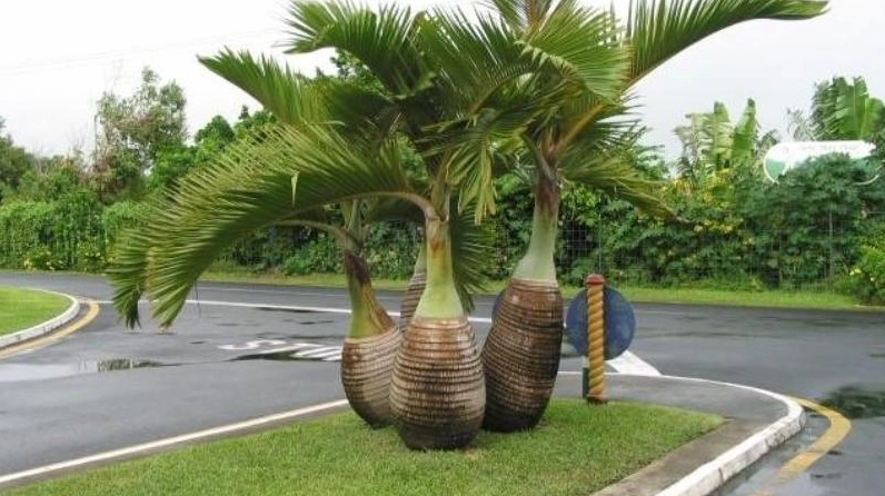 Cây Cau Lùn hiện lên nổi bật trong khung cảnh ngoài trời với bố cục thanh thoát và màu lá bắt sáng