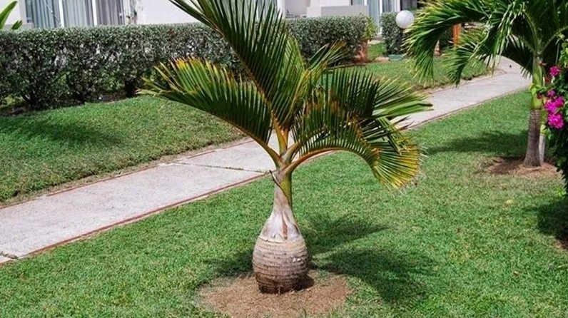 Cây Cau Lùn trong góc chụp cận vừa cho thấy thân cây gọn chắc vừa làm nổi bật sắc lá xanh bóng