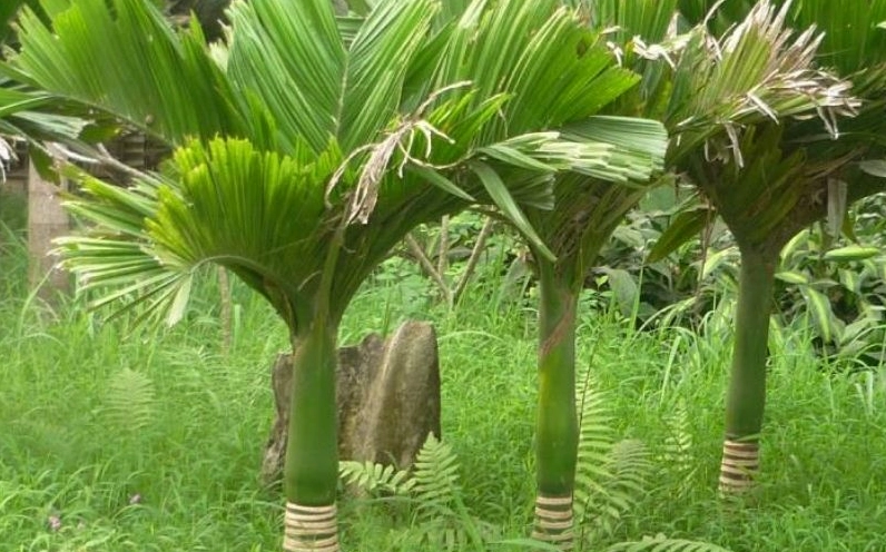Cây Cau Lùn trồng trước nhà trong khung cảnh sáng sủa, gợi cảm giác may mắn và xua đi nguồn khí xấu