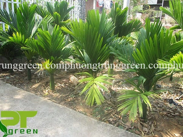 Cây Cau Lùn trưởng thành với dáng bền vững và tươi tốt, gợi ấn tượng về tuổi thọ cao qua năm tháng
