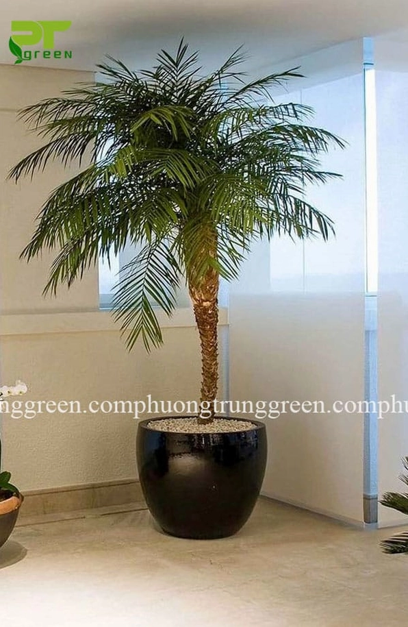 Cây Cau Nga Mi công trình với tán lá xanh dày và dáng bụi nhiệt đới