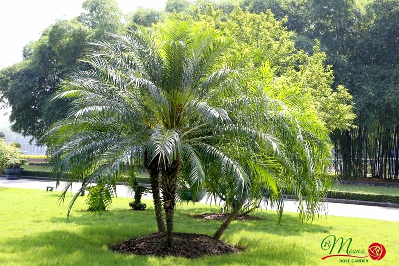 Cây Cau Nga Mi nổi bật với cụm lá thon dài và dáng cây cân đối