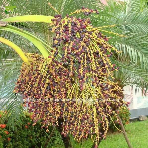 Cây Cau Nga Mi rẻ tại HCM với dáng cây xanh khỏe và lá xòe đẹp