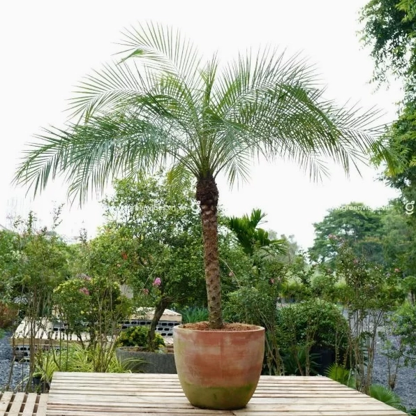 Cây Cau Nga Mi trong chậu đất nung với tán lá xanh mềm tỏa đều quanh thân