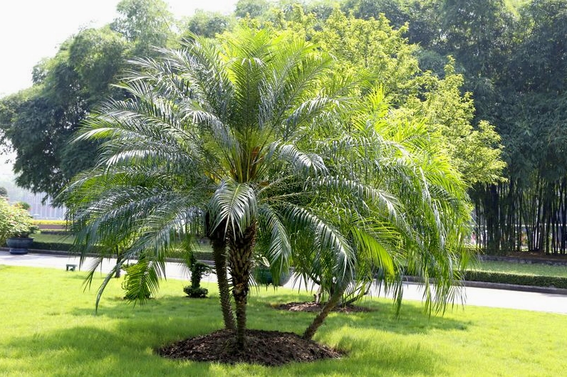 Cây Cau Nga Mi xanh mướt với dáng bụi tự nhiên trong không gian cây cảnh