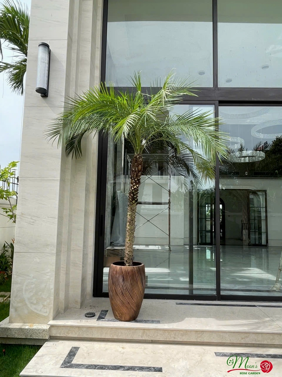Cây Cau Nga Mi xanh rậm với thân mảnh và cụm lá tỏa rộng