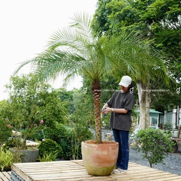 Cây Cau Nga Mi xanh tươi đặt trong chậu đất nung cao tạo nét sang trọng tự nhiên