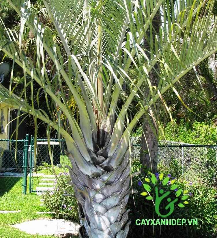 Cây Cau Tam Giác có dáng thân lạ mắt và tán lá xanh tạo hình kiến trúc
