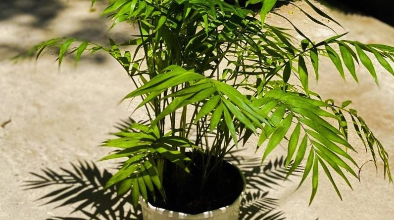 Cây Cau Tiểu Trâm lá nhỏ xanh đậm mọc dày trong chậu để bàn, mang cảm giác thanh sạch và gần gũi thiên nhiên