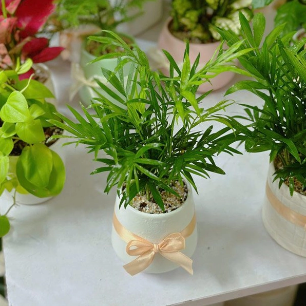 Cây cau tiểu trâm size S có lá xanh mềm mại trong chậu để bàn nhỏ xinh