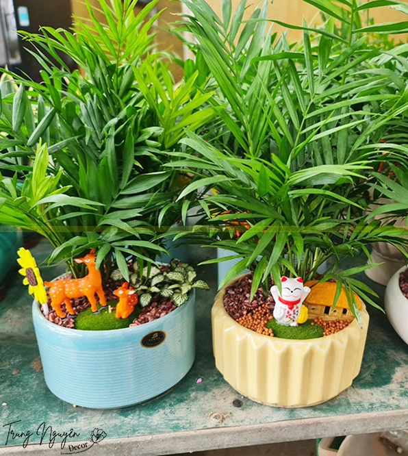 Cây Cau Tiểu Trâm xanh mảnh mai đặt cạnh Lan Ý để tạo lớp lá phong phú