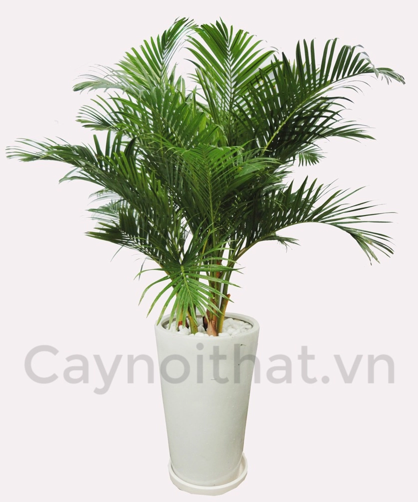 Cây Cau Vàng có tán lá xanh thanh thoát dùng để so sánh phong cách trang trí nội thất