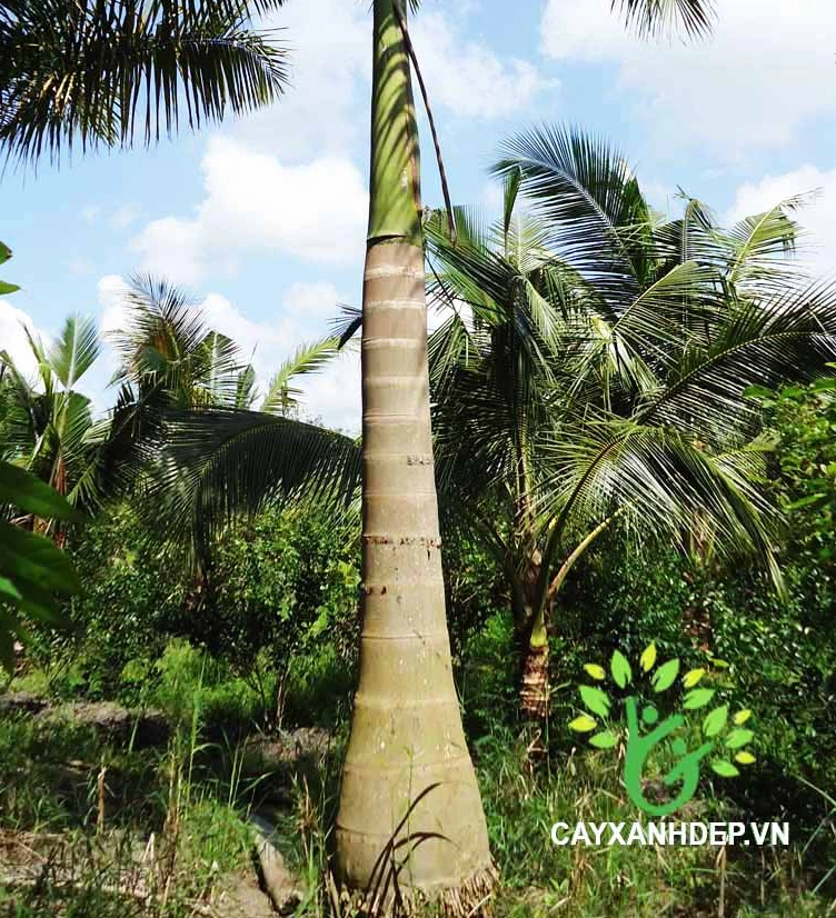 Cây Cau Vua dáng cao thanh mảnh nổi bật giữa không gian cây xanh ngoài trời