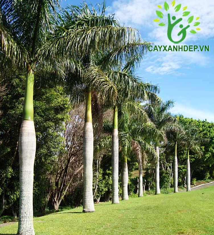 Cây Cau Vua với bẹ lá xanh bóng ôm quanh thân và tán lá xòe mềm trên cao