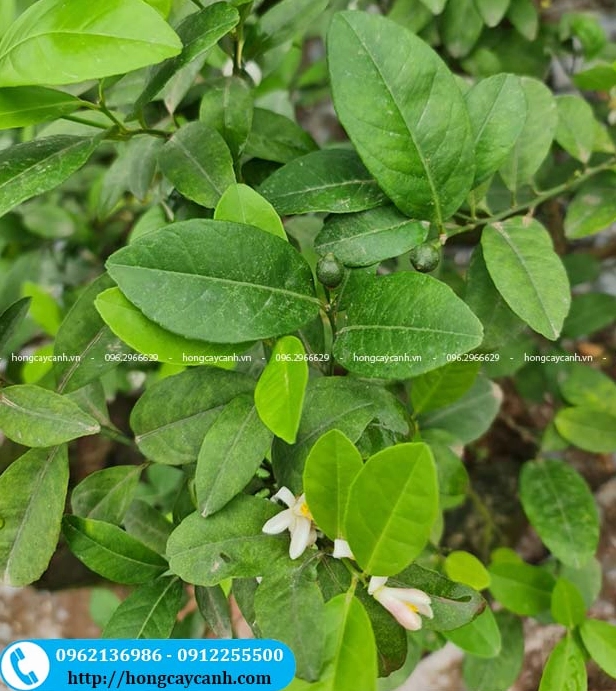 Cây chanh đang ra hoa và mang quả cùng lúc với sắc trắng và xanh đan xen