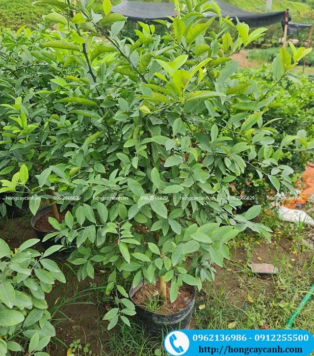 Cây Chanh Tứ Quý cao khoảng 1m2 với tán lá cân đối và dáng đứng nổi bật