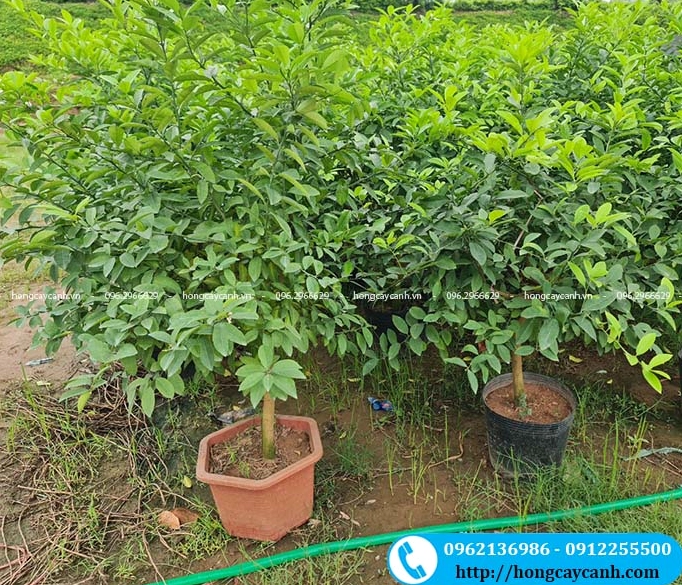 Cây Chanh Tứ Quý cho quả bốn mùa với nhiều trái xanh trên cành lá sum suê