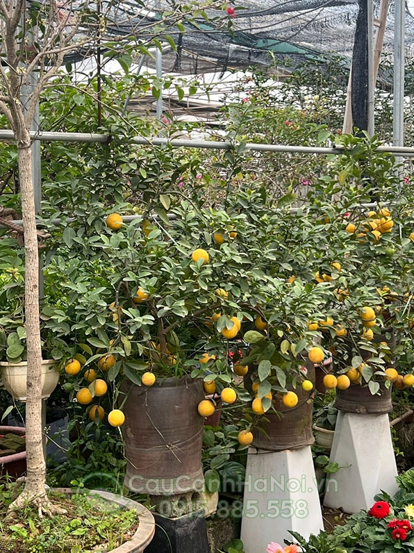 Cây Chanh Tứ Quý đẹp và khỏe trong khu vực trưng bày sân vườn