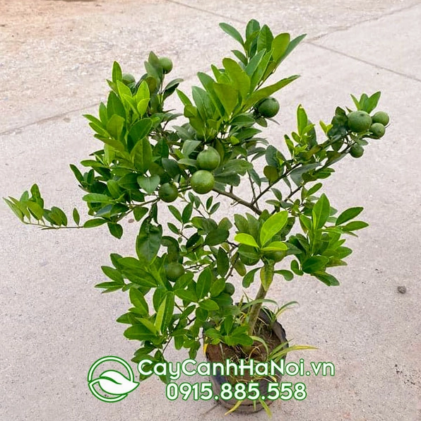 Cây Chanh Tứ Quý được chăm sóc đẹp mắt sẵn sàng đặt trong sân vườn