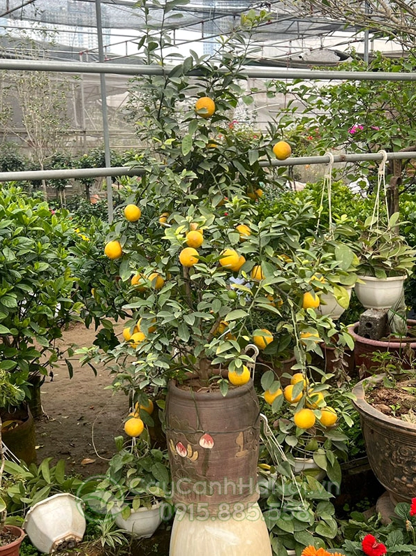 Cây Chanh Tứ Quý giống phù hợp trồng sân vườn với tán lá khỏe và dáng đẹp