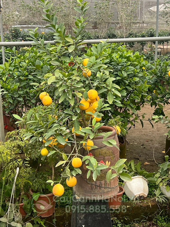 Cây Chanh Tứ Quý trồng trong chậu đất nung nổi bật giữa không gian sân vườn